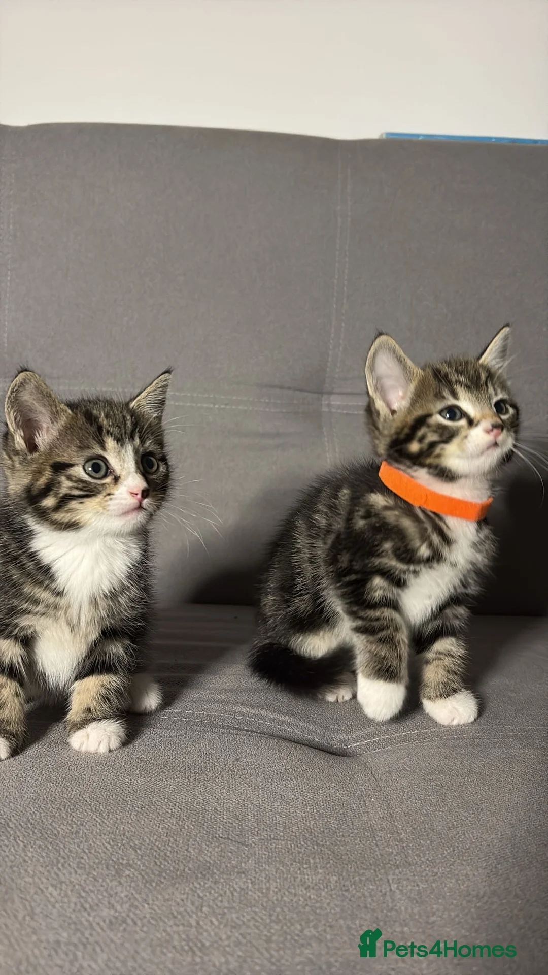 Mixed Breed cats for sale: X2 Beautiful kittens - Ready for rehoming in Dagenham - Advert 2