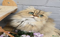 Persian cats for sale: 🪙 😺Golden Persian Chinichila Girl Left  - Image 4