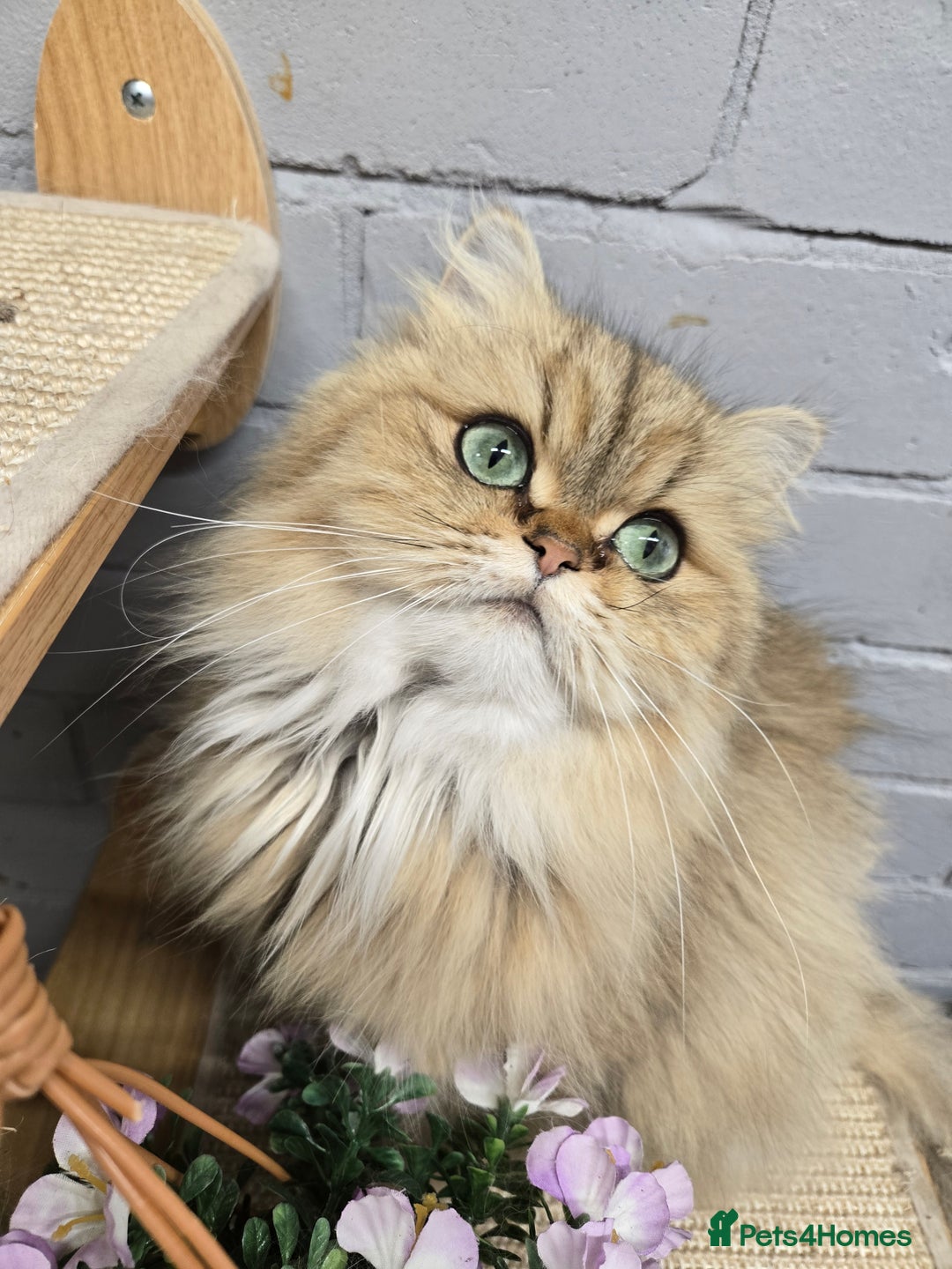 Persian cats for sale: 🪙 😺Golden Persian Chinichila Girl Left  - Image 4