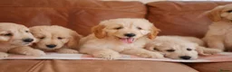Mini Goldendoodle dogs for sale: Beautiful Health Tested Goldendoodle Puppies - Advert 4