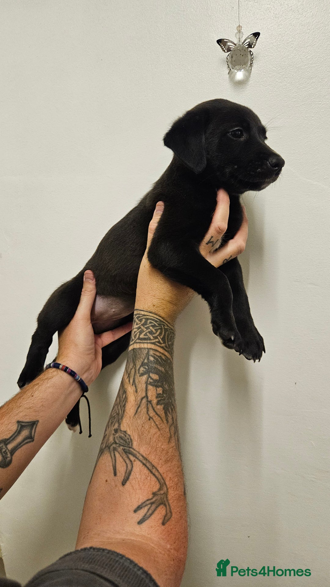 Mixed Breed dogs for sale: Lab x lurcher - Image 1