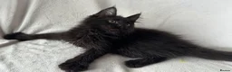 Maine Coon cats for sale: Reduced! TICA Maine Coon Kittens active possible  - Advert 11