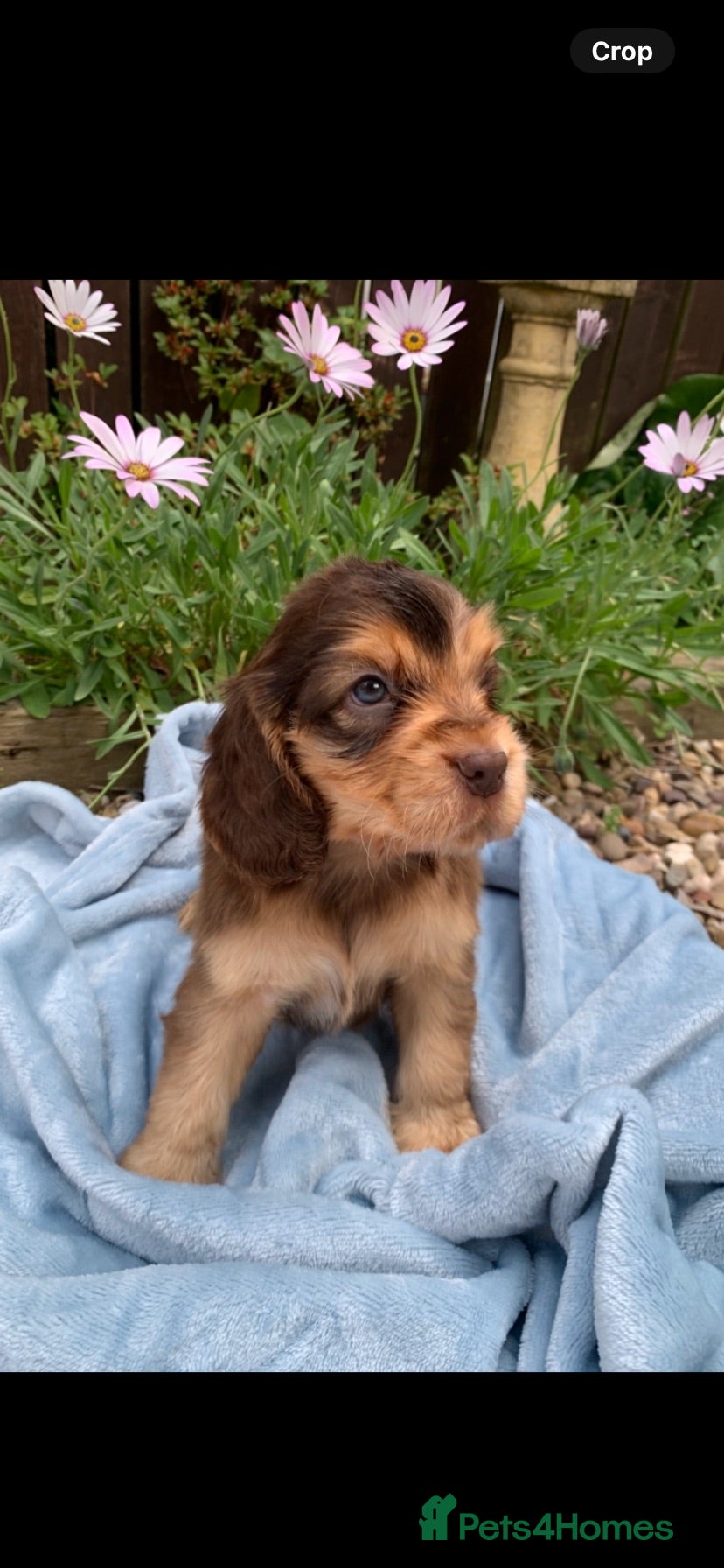 Cocker Spaniel dogs Show type cocker spaniel puppy’s  - Advert 1