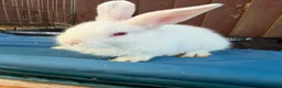 Mini Lop rabbits for sale: 3 x Mini Lop X angora Boys available to leave - Advert 3