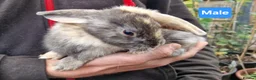 Mini Lion Lop rabbits for sale: Super Friendly Baby Lion Lops and Lop x Mini Rex   - Advert 3