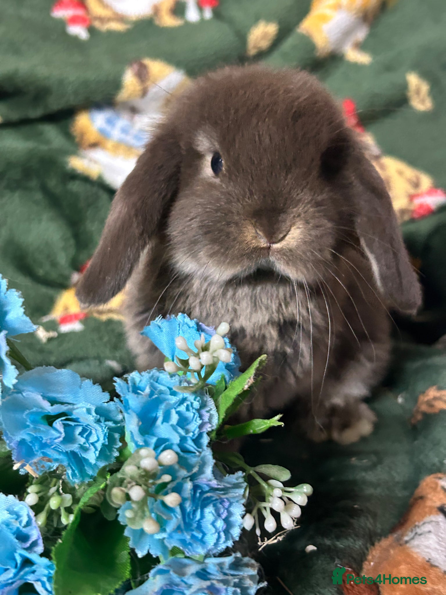 Mini Lop rabbits Beautiful Baby Mini Lops for sale  - Advert 2