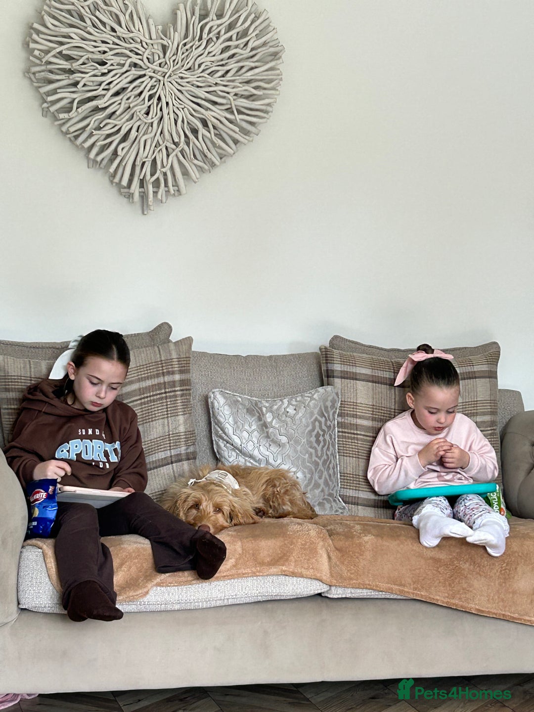 Cavapoo dogs for sale:  Cavapoo puppy  for re-homing - Advert 4