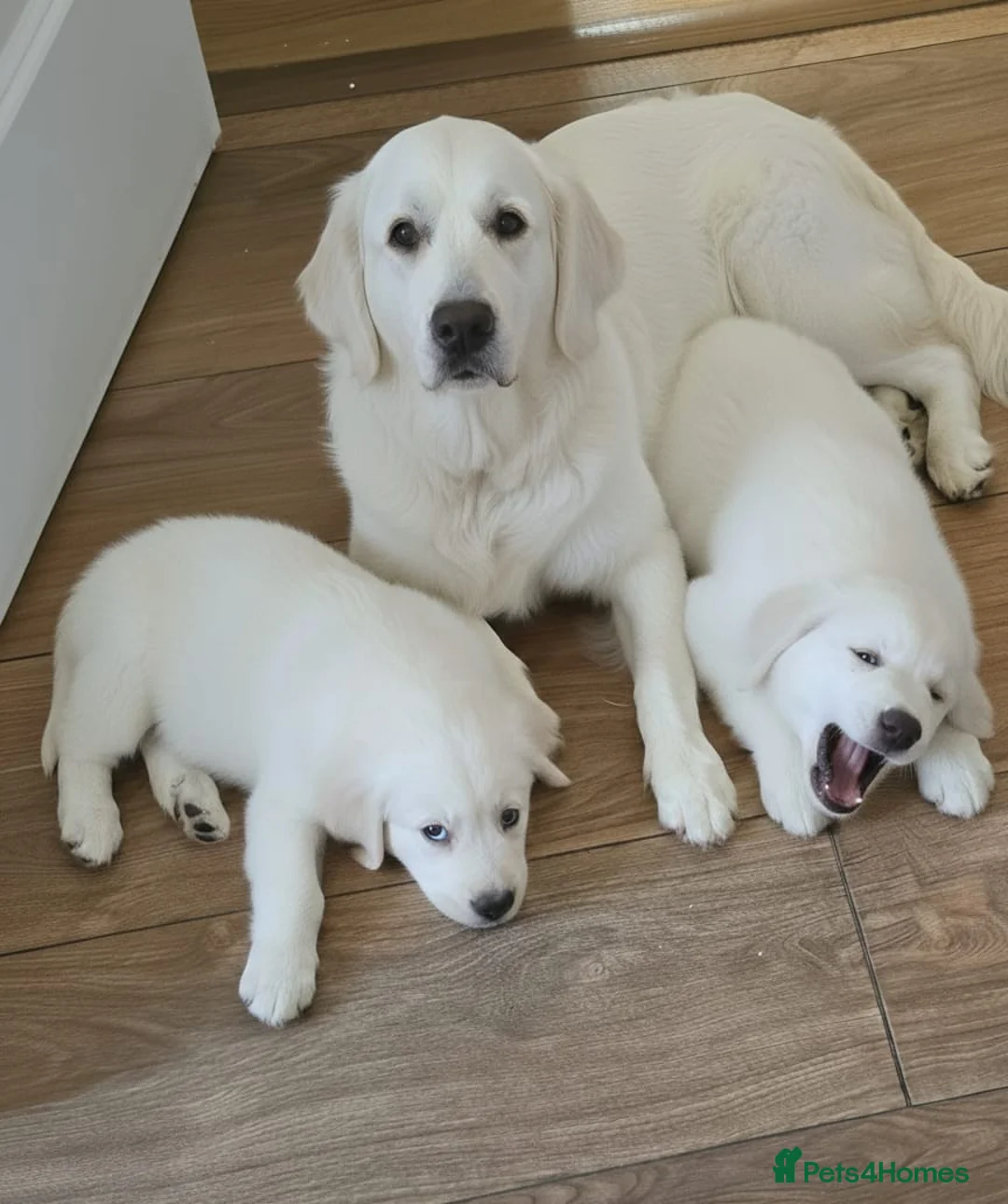 Golden Retriever dogs for sale: LAST 2 STUNNING PUPPIES  - Advert 2
