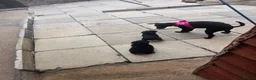 Toy Poodle dogs for sale: Gorgeous Toy poodle puppies  - Advert 3