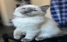 Ragdoll cats for sale: FIFe Registered Ragdoll Kittens Champion Line  - Image 14