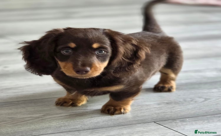 Miniature Dachshund dogs - Advert 9