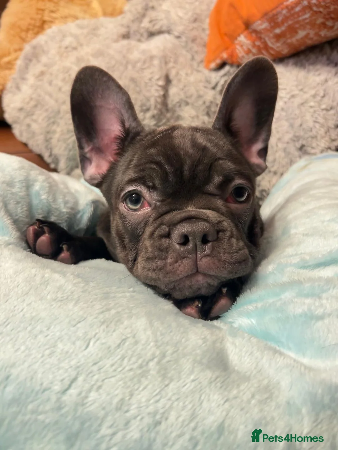 French Bulldog dogs for sale: KC registered French Bulldog Girl  & 1 Boys 🐶❤️ - Advert 28