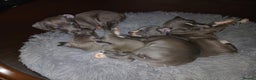Italian Greyhound dogs for sale: STUNNING LITTER OF RKC REG ITALIAN GREYS - Advert 3