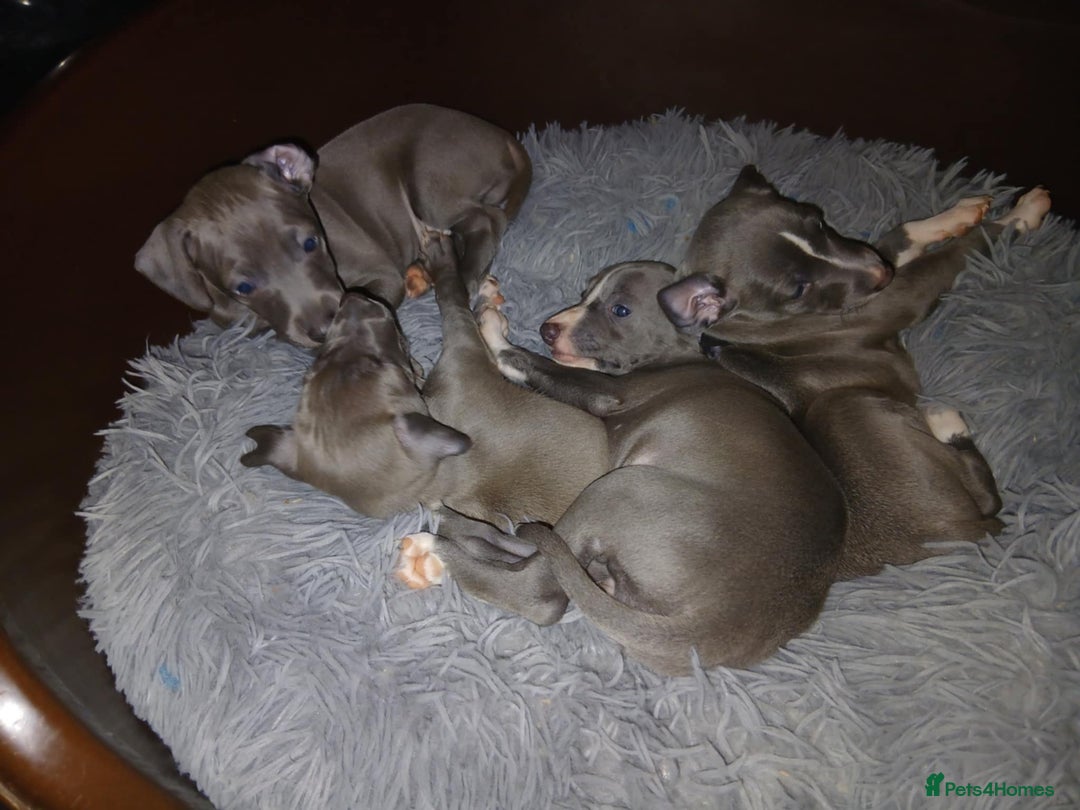 Italian Greyhound dogs for sale: STUNNING LITTER OF RKC REG ITALIAN GREYS - Advert 3