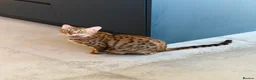 Bengal cats for sale: Beautiful Bengal Kittens - Advert 14