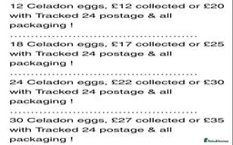 Quail poultry for sale: QUAIL HATCHING EGGS/JULY 28TH ! in Warminster - Image 36