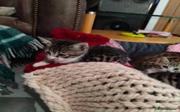 Mixed Breed cats for sale: 3 mix Bengal kittens - Image 12