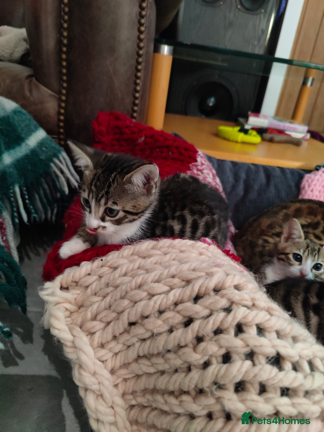 Mixed Breed cats for sale: 3 mix Bengal kittens - Image 12