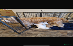 Cockapoo dogs for sale: Beautiful Cockapoos  - Image 8