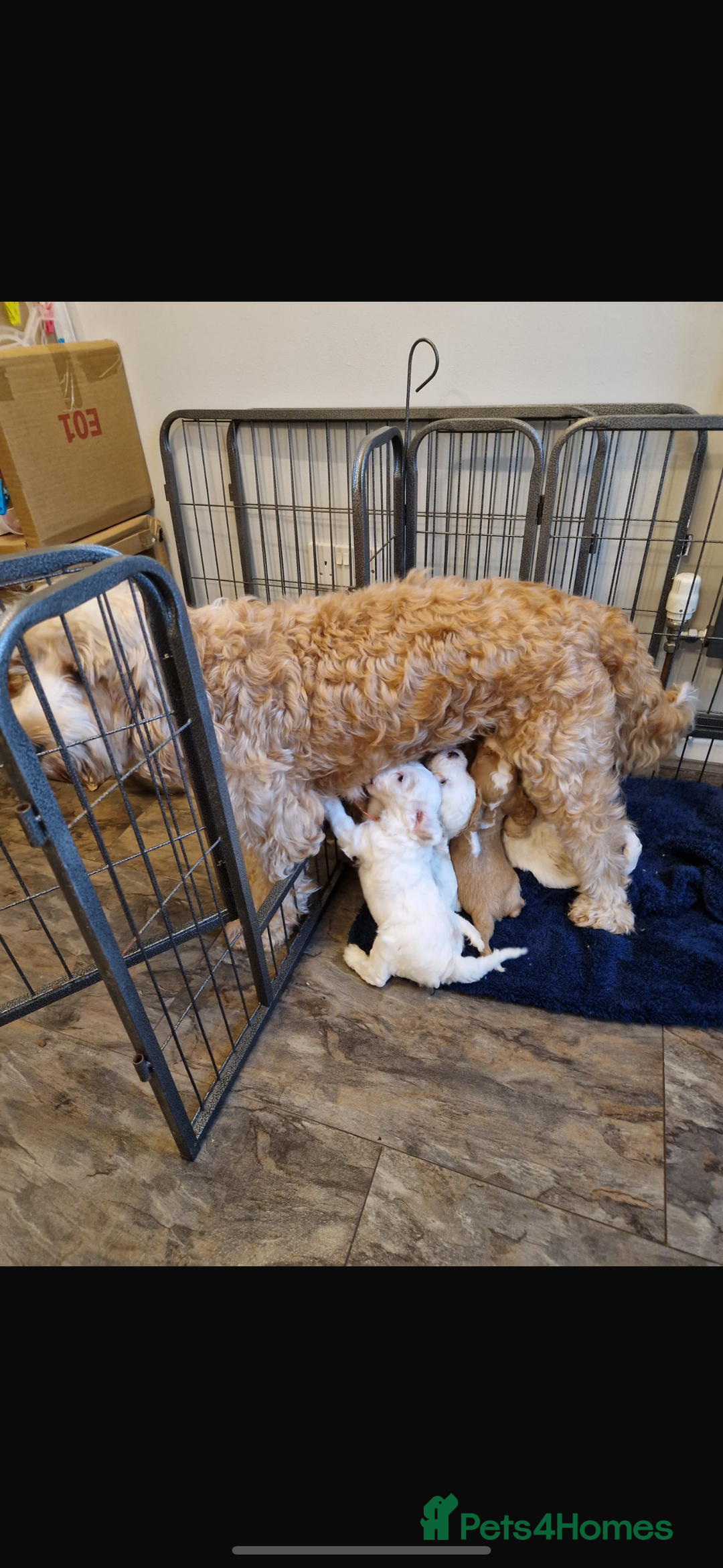 Cockapoo dogs for sale: Beautiful Cockapoos  - Image 8