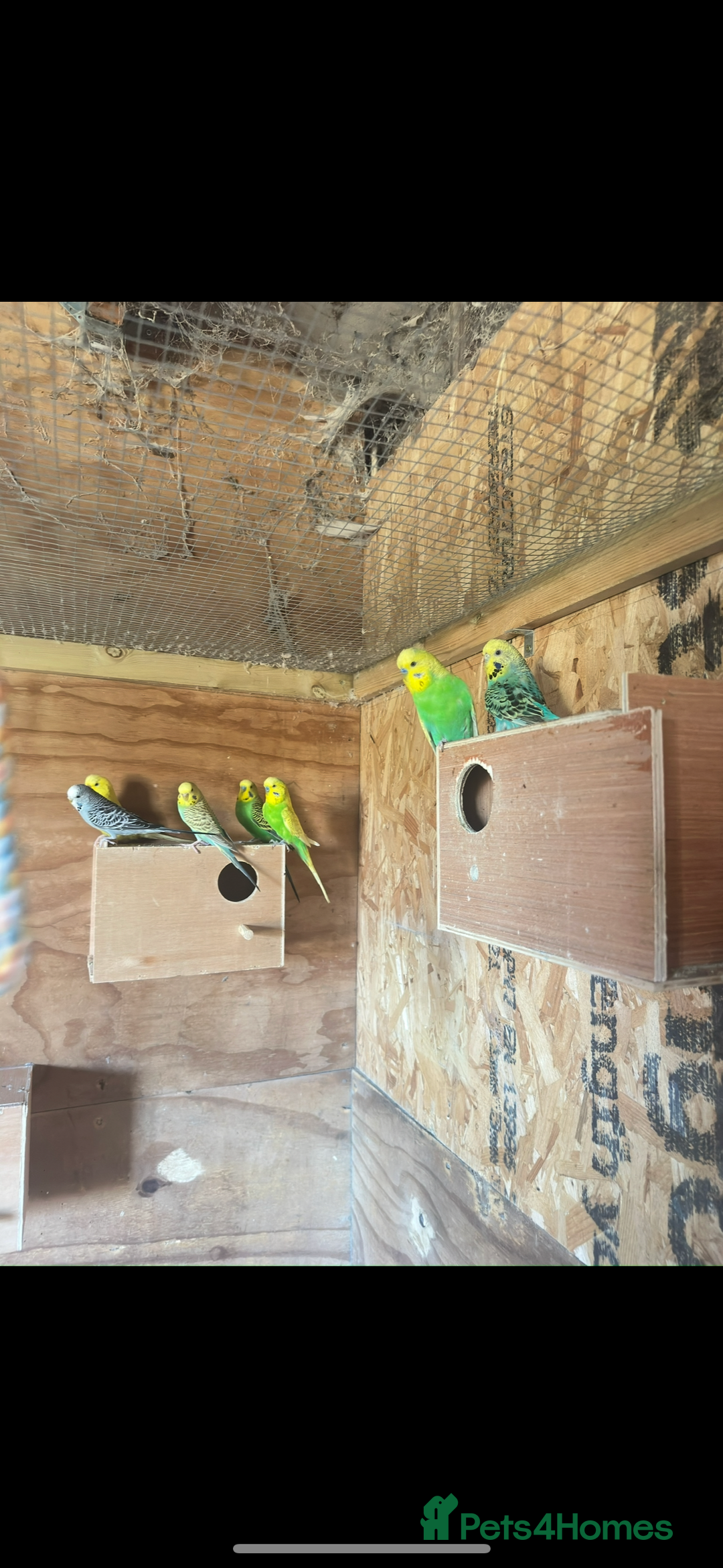 Budgerigars birds for sale: Mixed budgies for sale aged 1-3 years  - Image 1