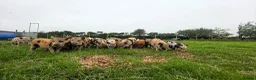 Pig livestock for sale: Minature Piglets (Juliana x Mini KuneKune) - Advert 3