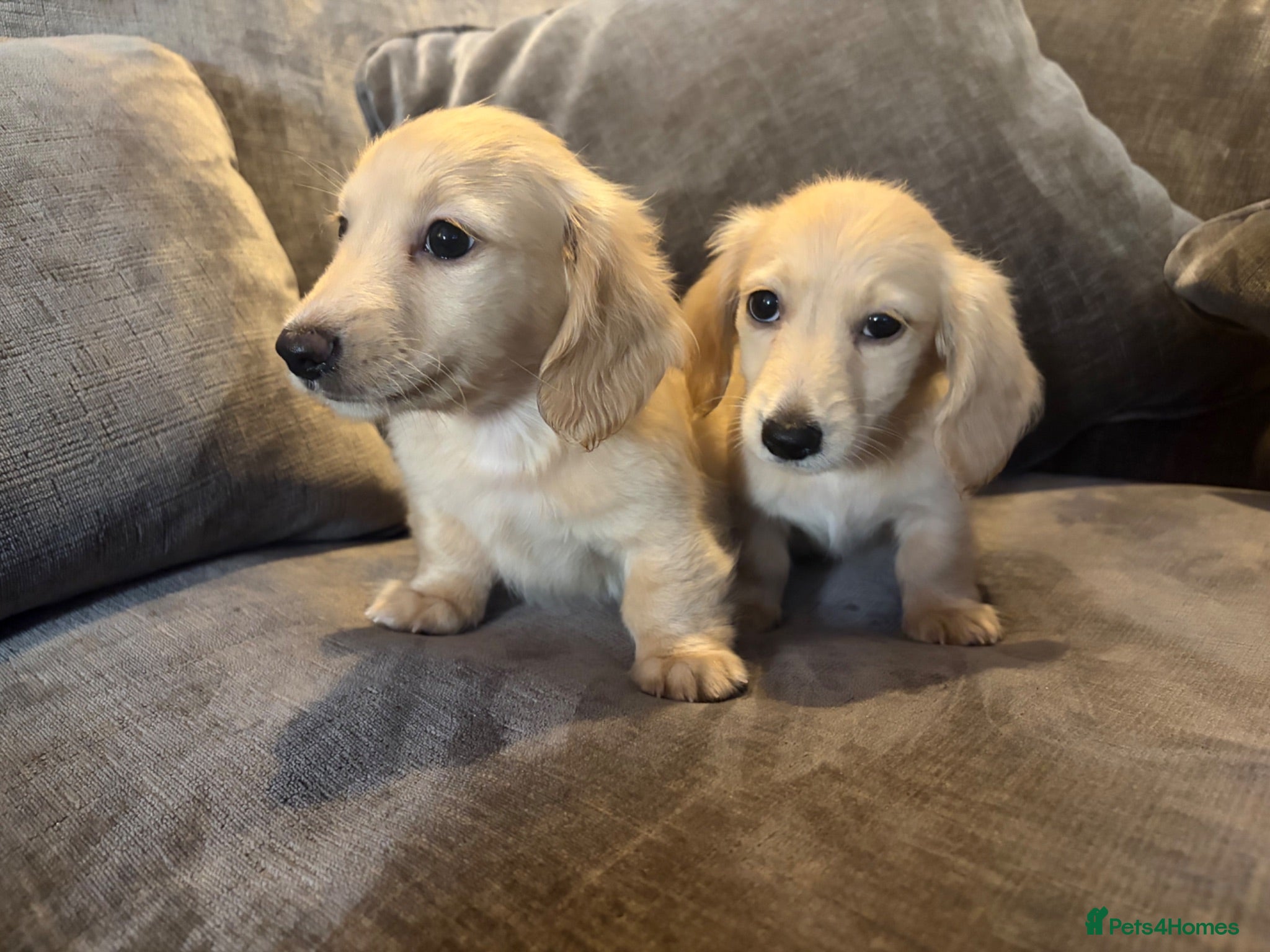 Miniature Dachshund dogs READY! 2 boys left! 💙 Cream Long Haired Pups KC - Advert 2