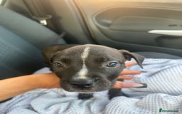 Mixed Breed dogs for sale: Cane corso x staff puppies  - Image 26