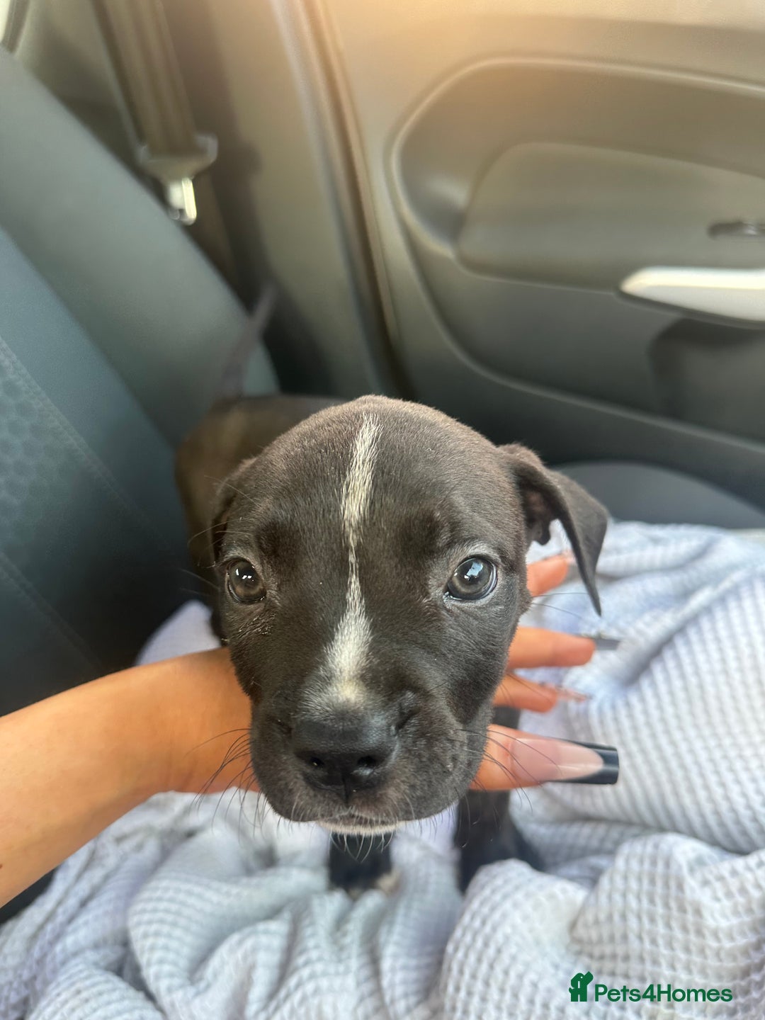 Mixed Breed dogs for sale: Cane corso x staff puppies  - Image 26