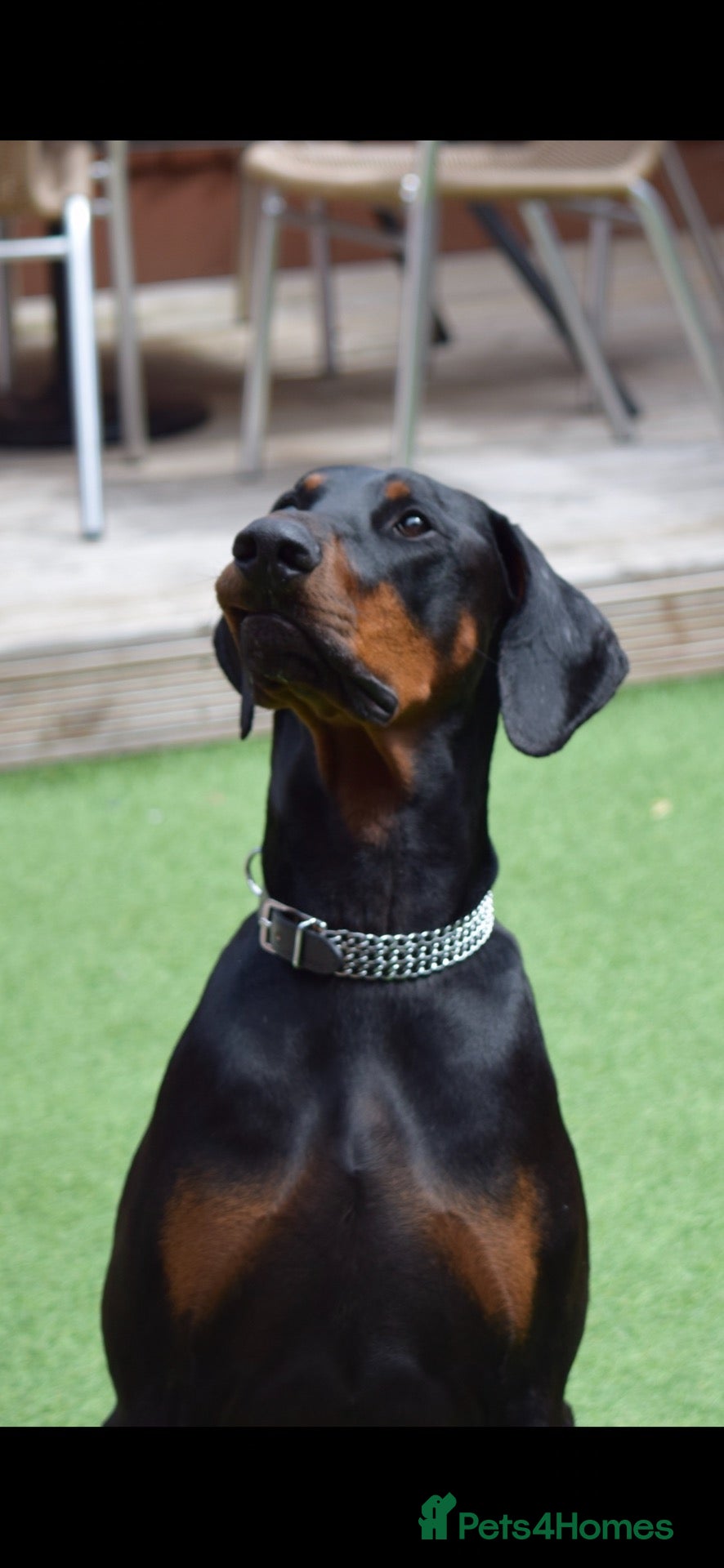 Dobermann dogs KC Registered Dobermann Puppies - Advert 17