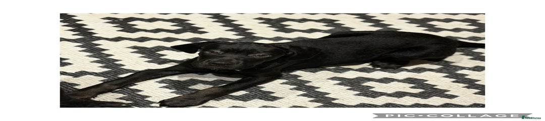 Cane Corso Puppy 2