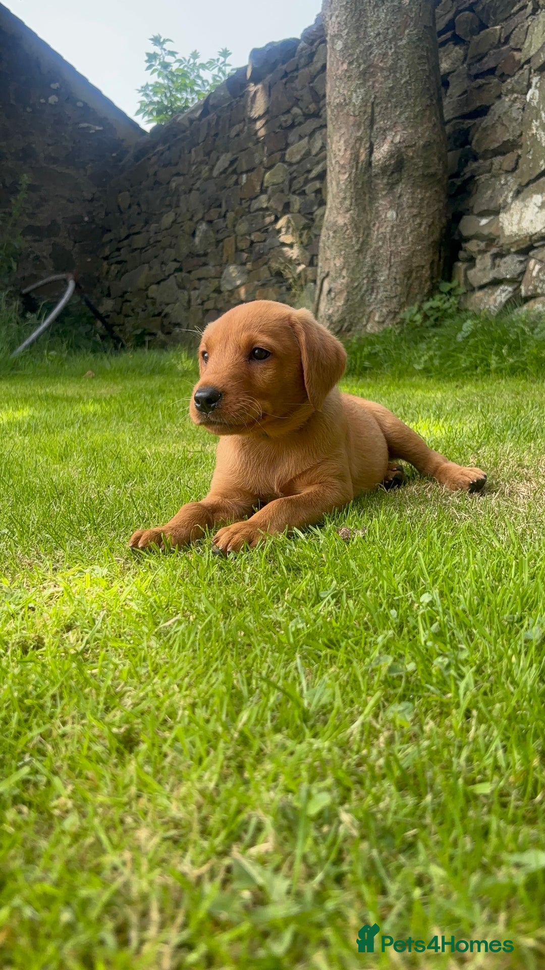 Labrador Retriever dogs for sale: Beautiful Fox Red Labrador Pups in Rhosgoch - Image 3