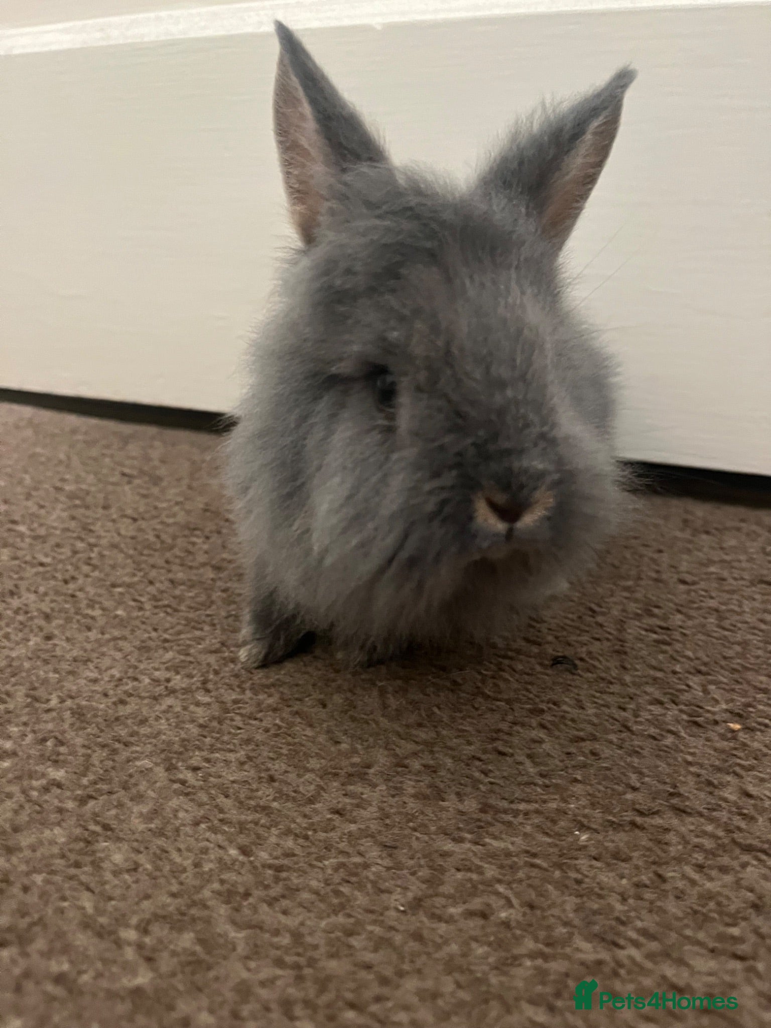 Rex rabbits lionhead + mini rex baby bunny for sale - Advert 9