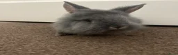 Rex rabbits for sale: lionhead + mini rex baby bunny for sale in Denbigh - Advert 1