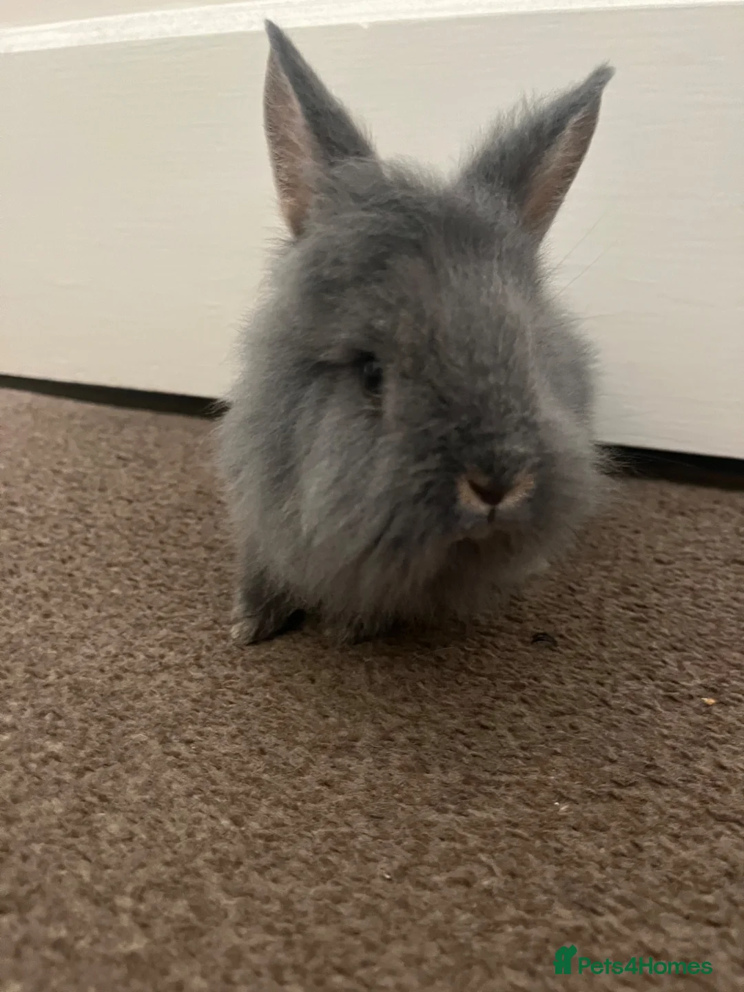 Rex rabbits for sale: lionhead + mini rex baby bunny for sale in Denbigh - Advert 1
