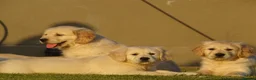 Golden Retriever dogs for sale: Golden Retriever Puppies in Armagh - Advert 12