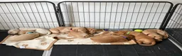 Labrador Retriever dogs for sale: Pedigree yellow Labrador Retriever Puppies  in Paignton - Advert 4