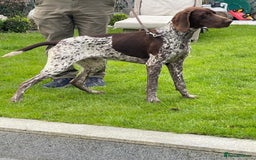 German Shorthaired Pointer dogs for sale: German Shorthaired Pointer Puppies–4 Boys, 1 Girl  - Advert 4