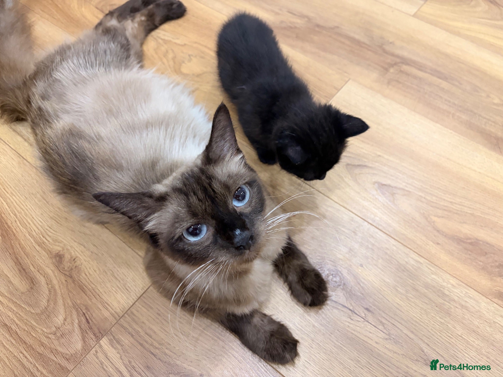 Mixed Breed cats Mixed-Breed Kittens Looking for Loving Homes - Advert 1