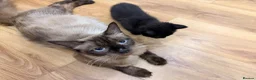 Mixed Breed cats for sale: Mixed-Breed Kittens Looking for Loving Homes in High Wycombe - Advert 1