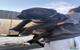 Cane Corso dogs for sale: Cane Corso puppies  - Image 6