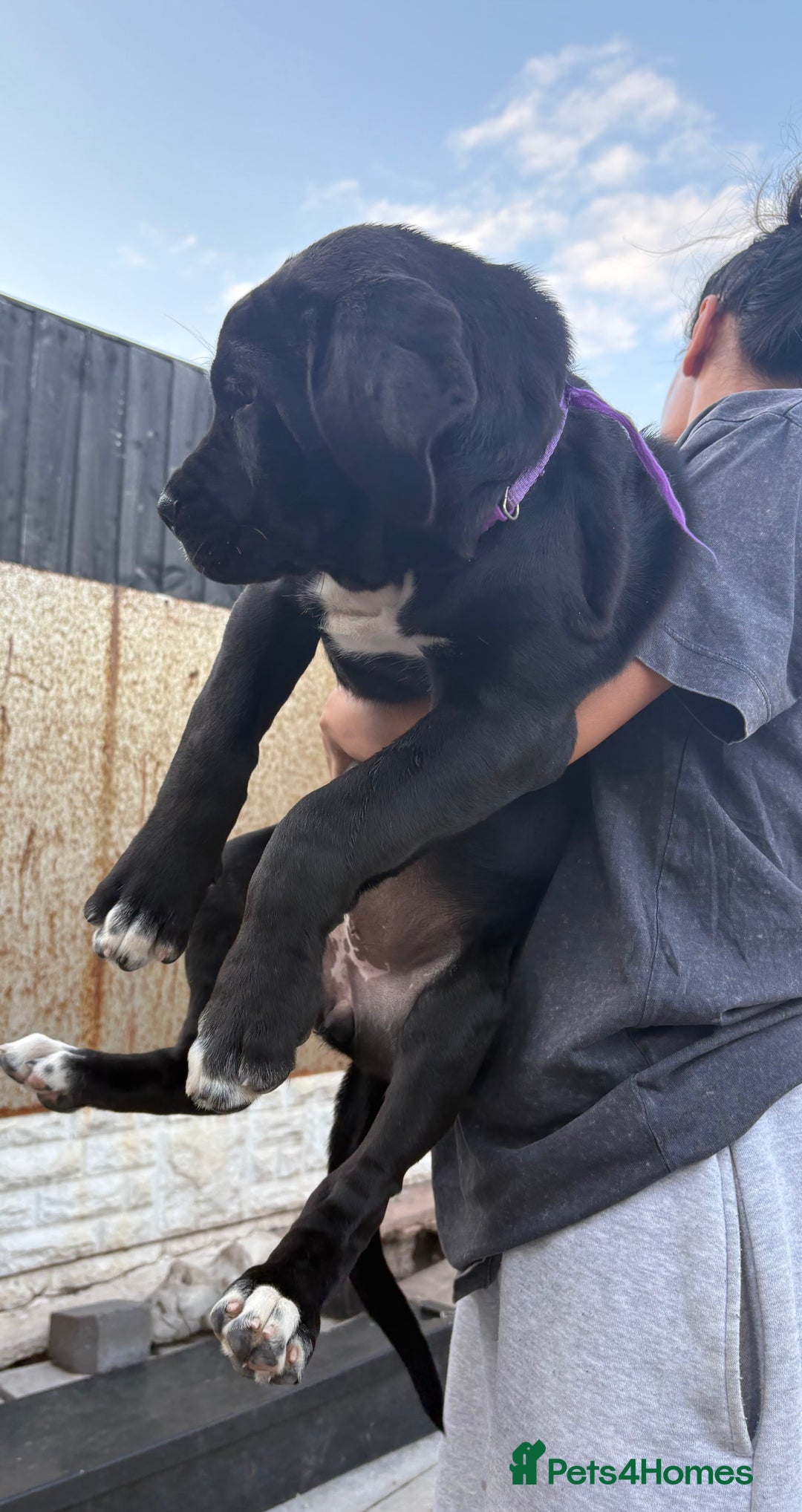 Cane Corso dogs for sale: Cane Corso puppies  - Image 6
