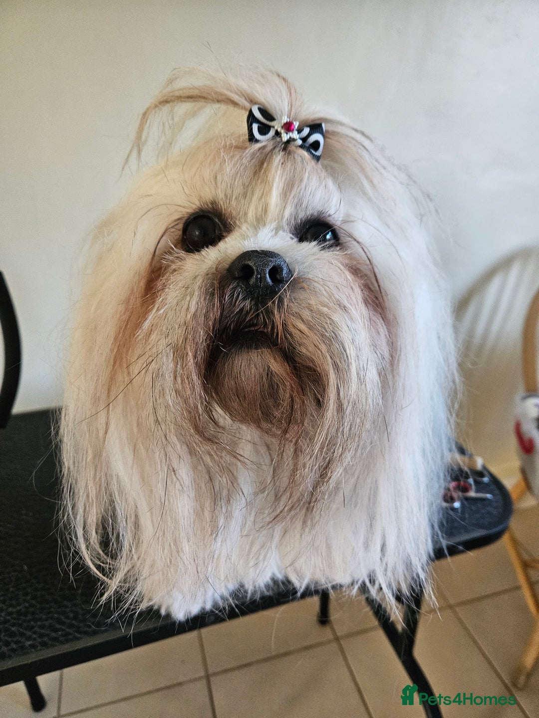 Lhasa Apso dogs for sale: Lovely pedigree puppys - Image 21
