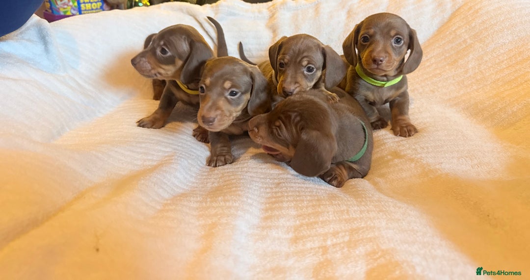 Miniature Dachshund dogs for sale: 3 girls Left Miniature Dachshund chocolate & tan - Advert 11