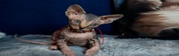 Sphynx cats for sale: 🌟 Stunning Sphynx & Elf Kittens  - Advert 25