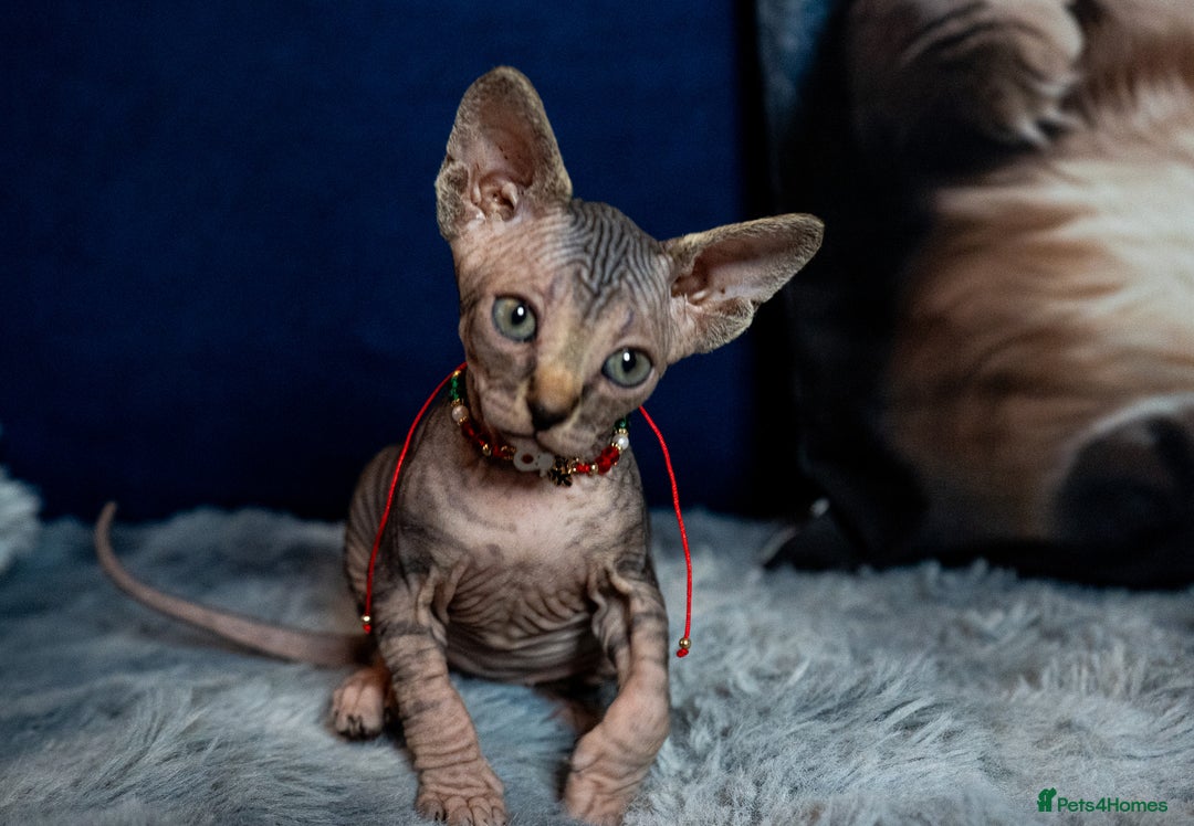 Sphynx cats for sale: 🌟 Stunning Sphynx & Elf Kittens  - Advert 25