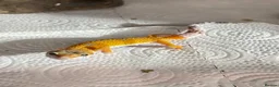 Leopard Gecko reptiles for sale: Baby Leopard Geckos with Equipment – Captive Bred - Advert 4