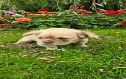 French Bulldog dogs for sale: full fluffy frenchy pups - Image 5
