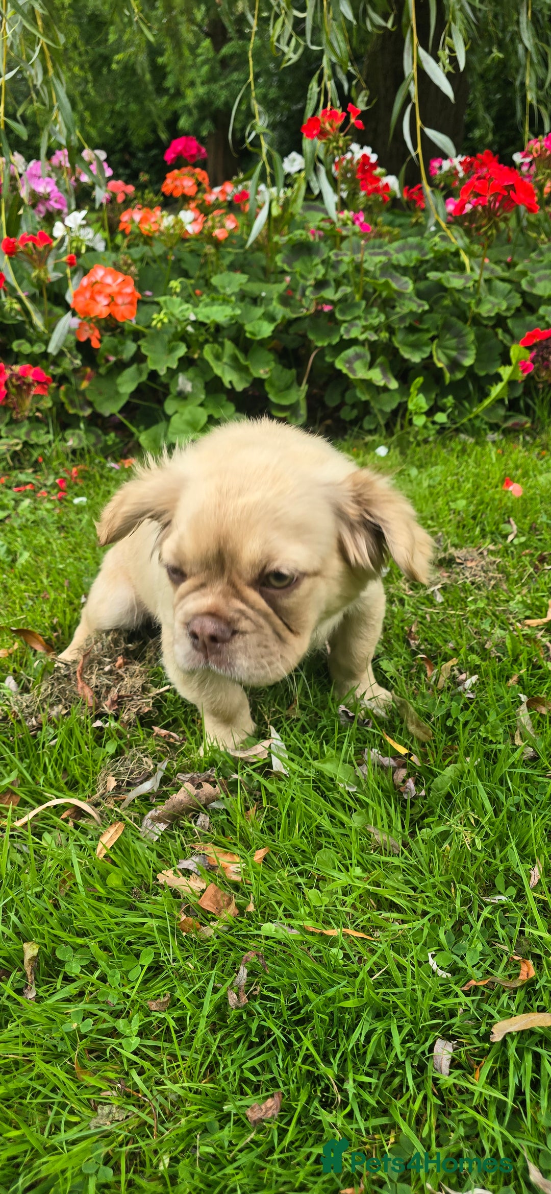 French Bulldog dogs for sale: full fluffy frenchy pups - Image 5