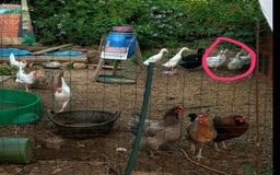 Ducks poultry for sale: 3 X cherry valley ducks - female, point of lay - Image 5